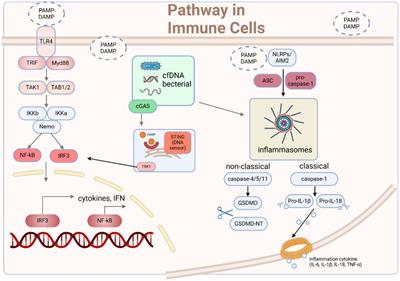 Molecular mechanisms of Sepsis attacking the immune system and solid organs